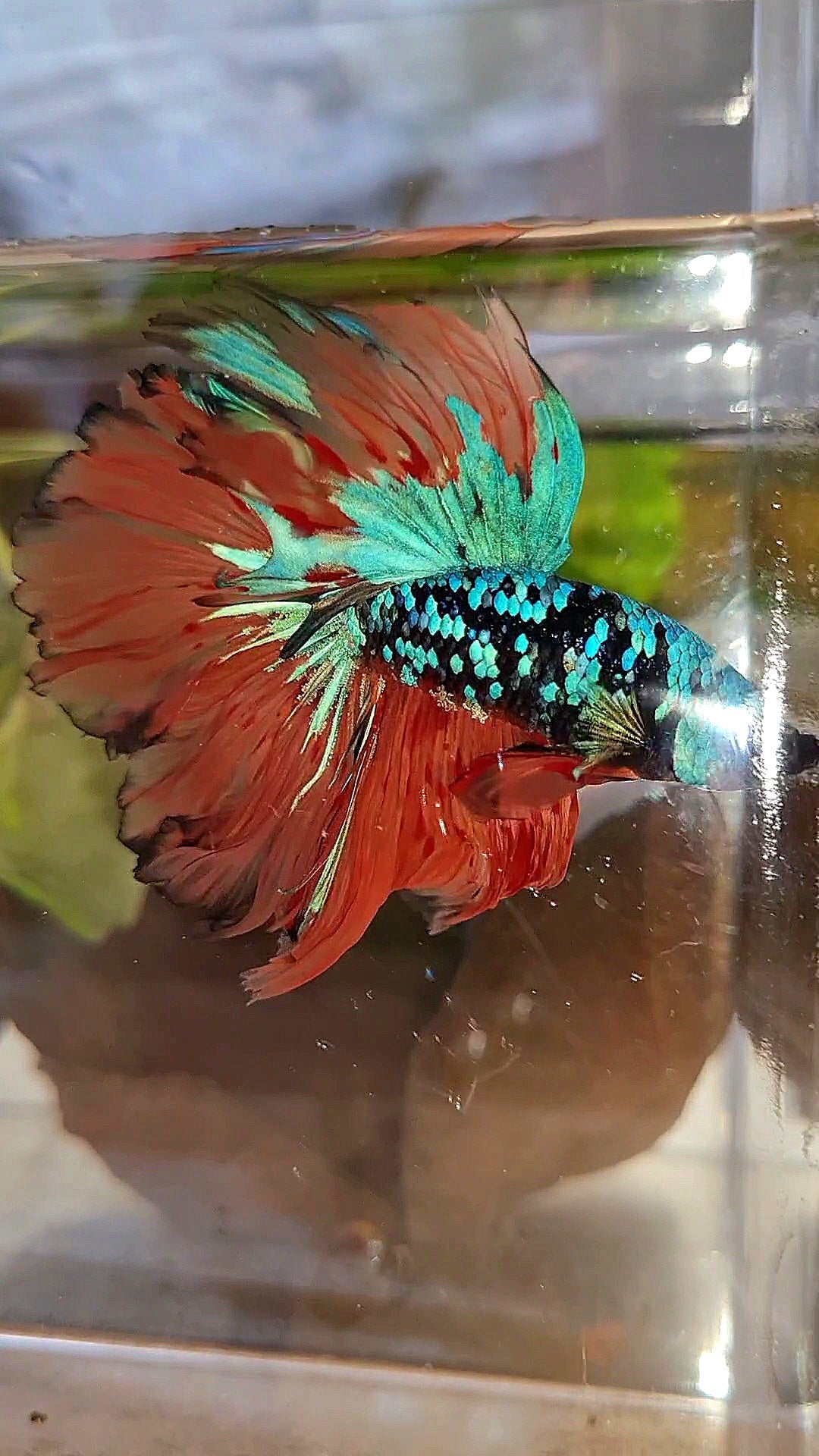 HALFMOON ROSETAIL BLACK GALAXY BLUE AVATAR ORANGE VARIATION BETTA FISH
