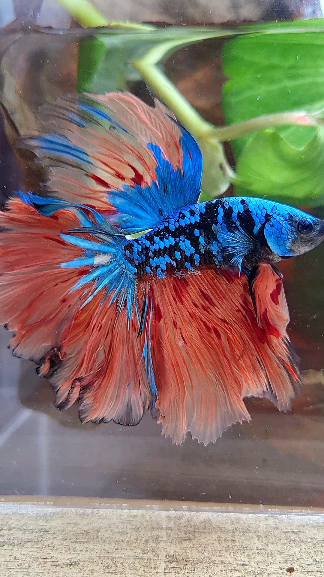 HALFMOON ROSETAIL BLACK GALAXY BLUE AVATAR ORANGE VARIATION BETTA FISH