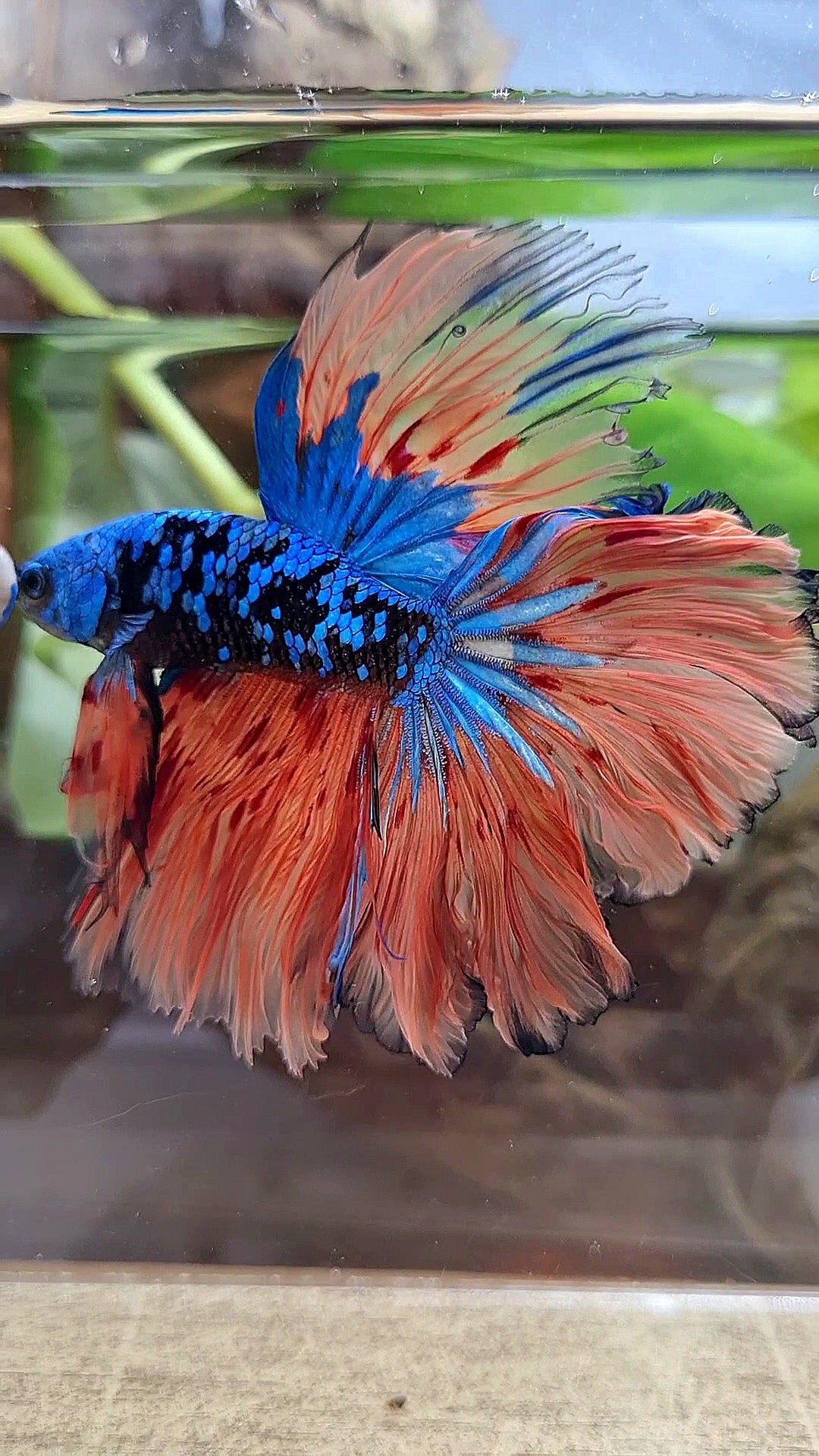 2 FISH HALFMOON ROSETAIL BLACK GALAXY BLUE AVATAR ORANGE VARIATION BETTA FISH & CROWNTAIL ARMAGEDDON