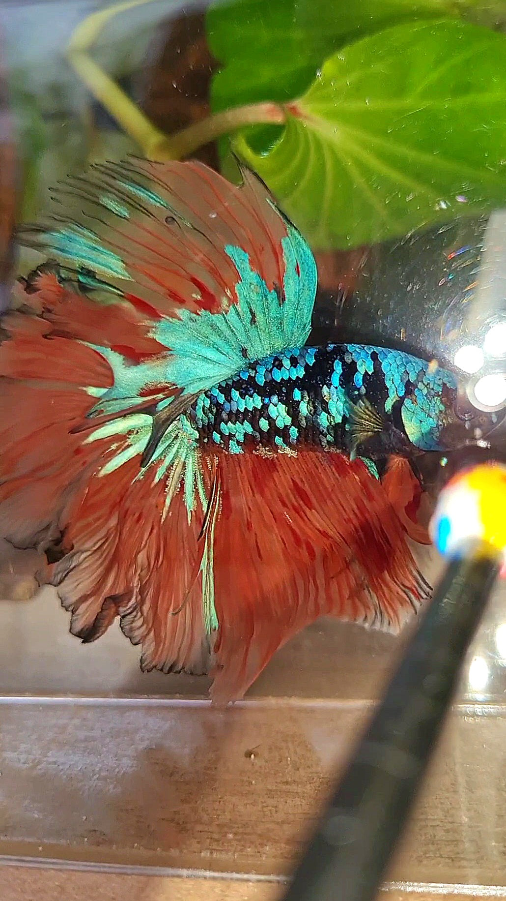 2 FISH HALFMOON ROSETAIL BLACK GALAXY BLUE AVATAR ORANGE VARIATION BETTA FISH & CROWNTAIL ARMAGEDDON