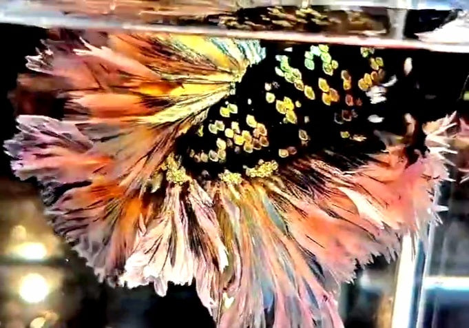 LUXURY KING FEATHER TAIL HALFMOON BLACK GALAXY COPPER GOLD AVATAR YELLOW BETTA FISH