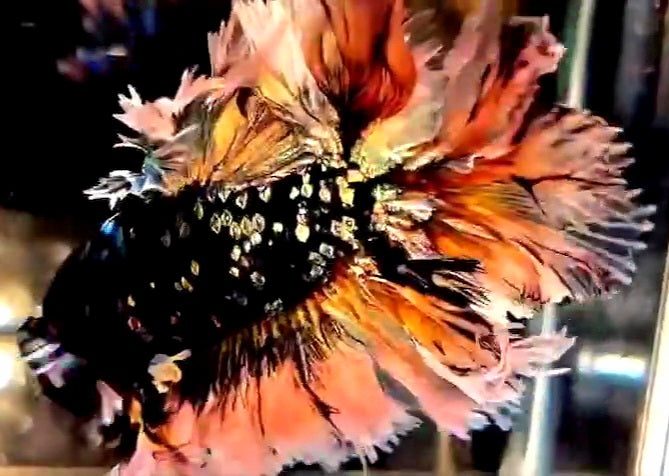 LUXURY KING FEATHER TAIL HALFMOON BLACK GALAXY COPPER GOLD AVATAR YELLOW BETTA FISH