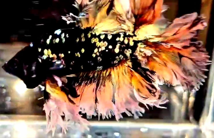 LUXURY KING FEATHER TAIL HALFMOON BLACK GALAXY COPPER GOLD AVATAR YELLOW BETTA FISH