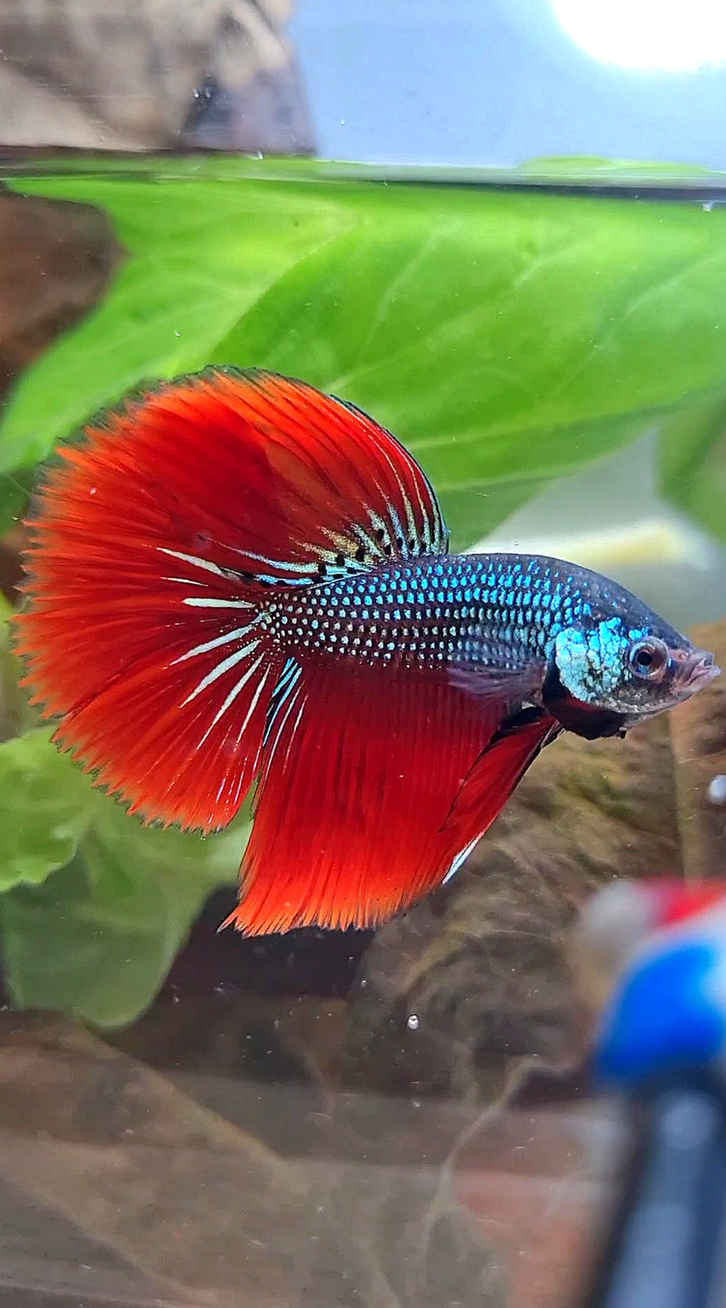 LUXURY HALFMOON IMBELIS RED GREEN HYBRID WILD BETTA FISH