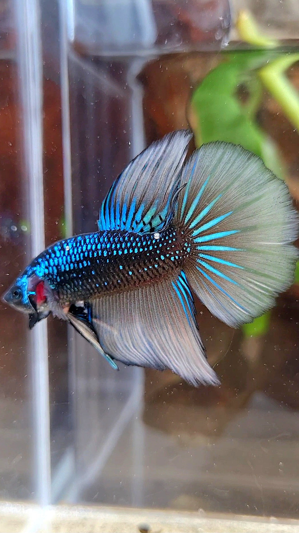 LUXURY HALFMOON IMBELIS YELLOW GREEN HYBRID WILD BETTA FISH