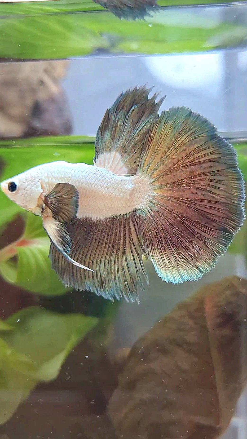 BONSAI HALFMOON BIG EAR COPPER RIM BICOLOR BETTA FISH minus warts