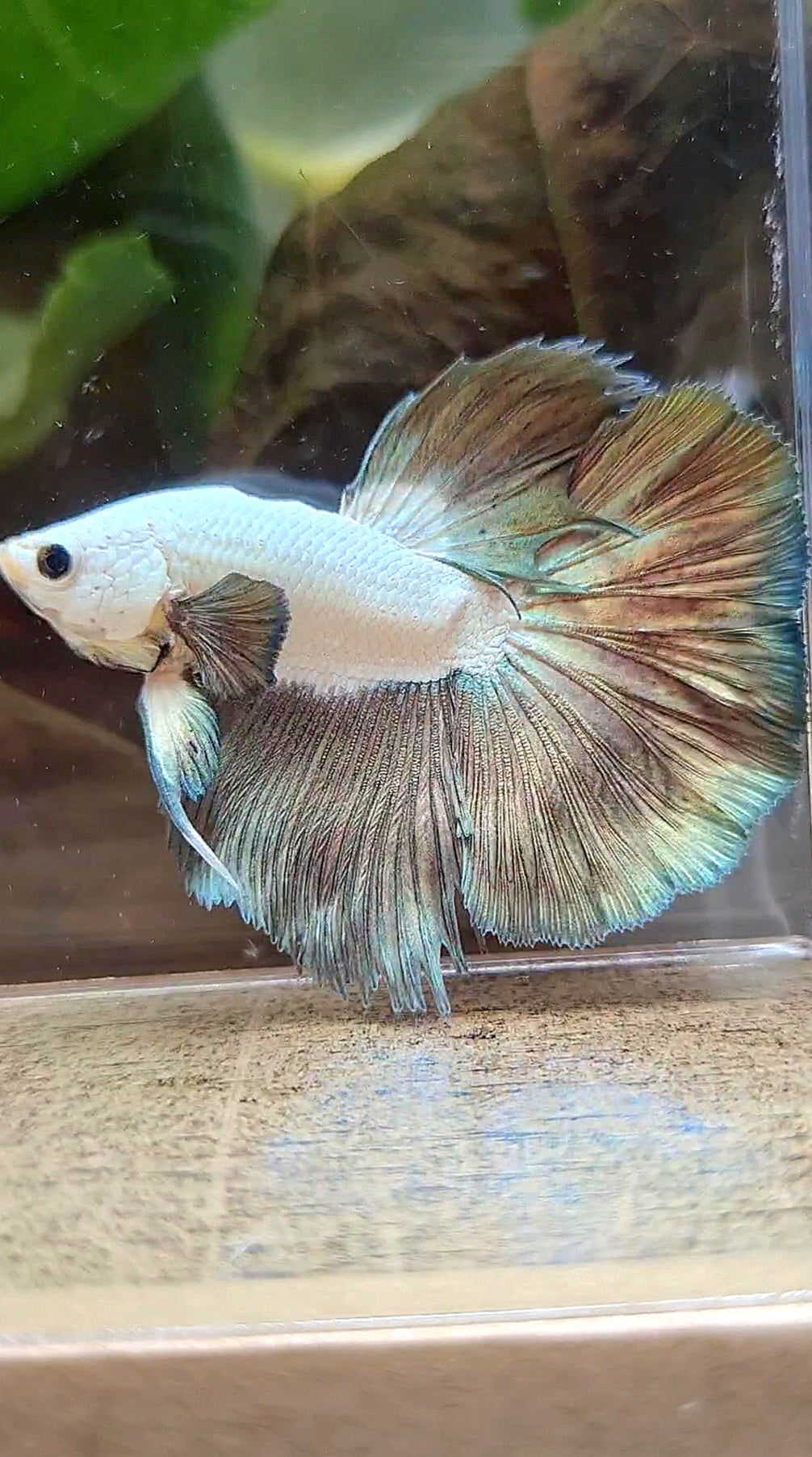 BONSAI HALFMOON BIG EAR COPPER RIM BICOLOR BETTA FISH minus warts