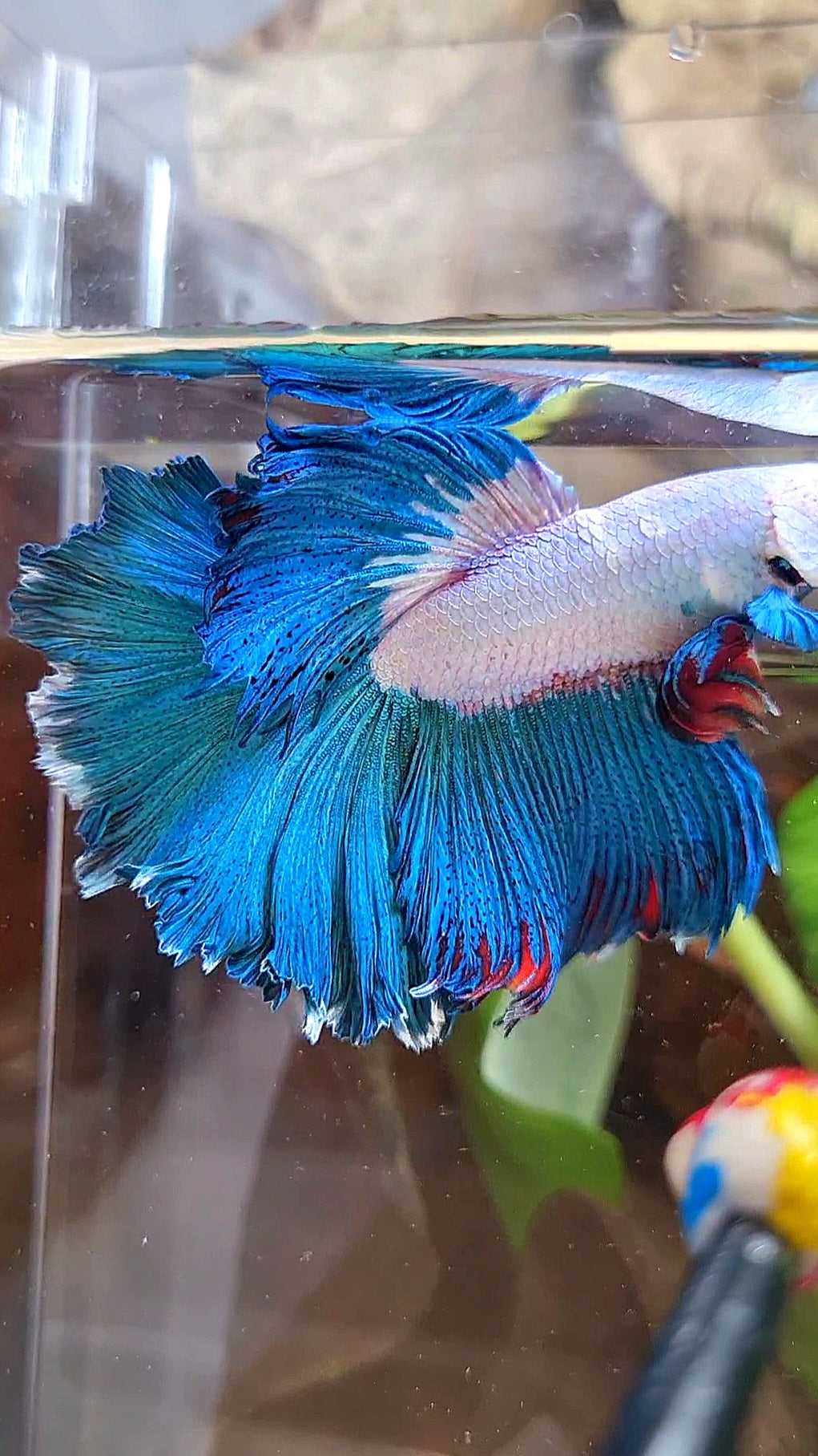 HALFMOON ROSETAIL GREEN BLUE RIM FANCY BETTA FISH minus warts