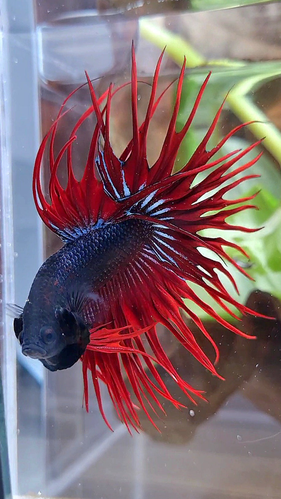 CROWNTAIL BLACK RED VAMPIRE BETTA FISH