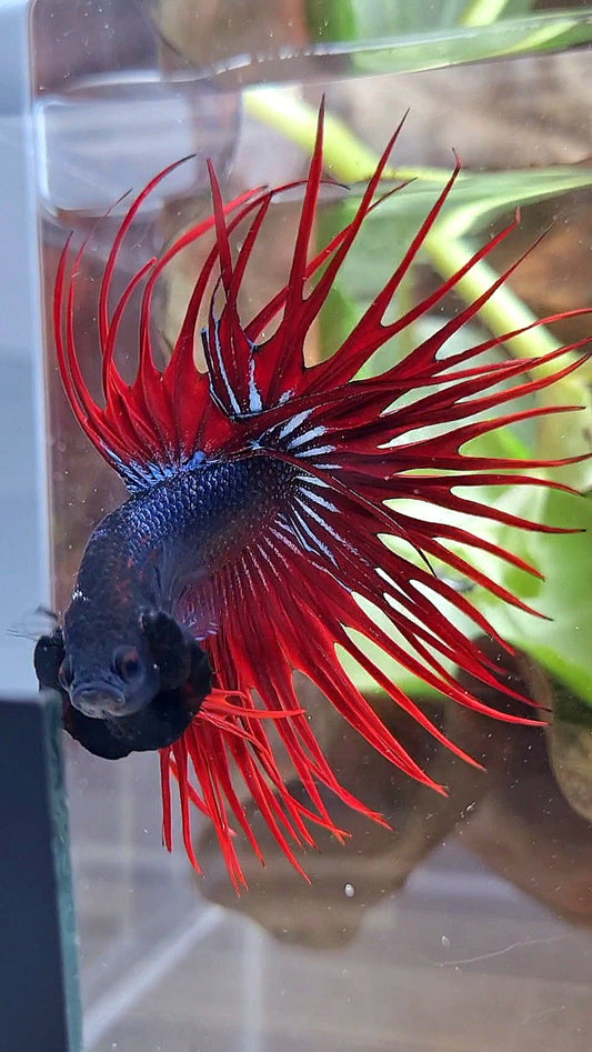 CROWNTAIL BLACK RED VAMPIRE BETTA FISH