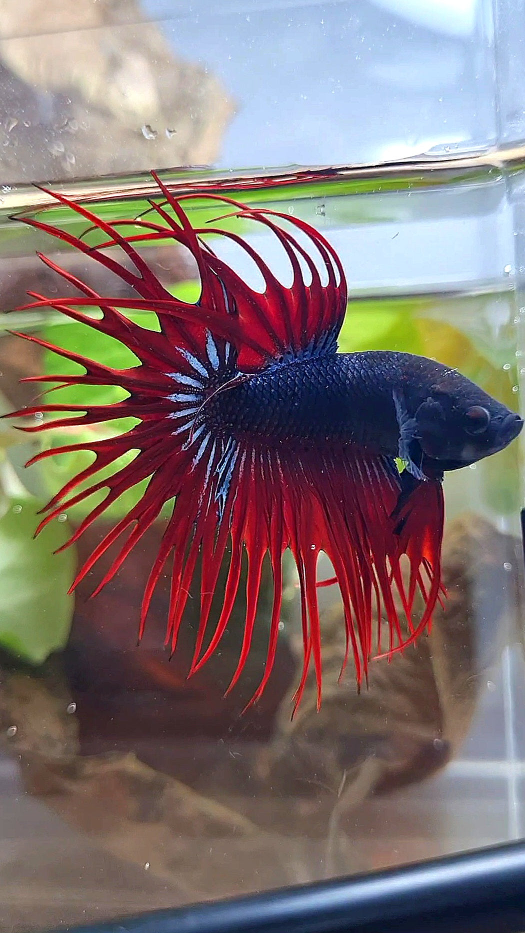 CROWNTAIL BLACK RED VAMPIRE BETTA FISH