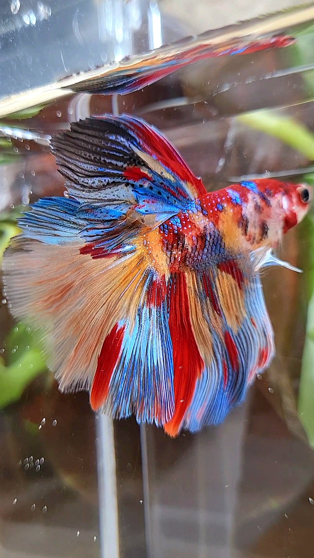 HALFMOON ROSETAIL METTALIC SUPER MULTICOLOR BETTA FISH