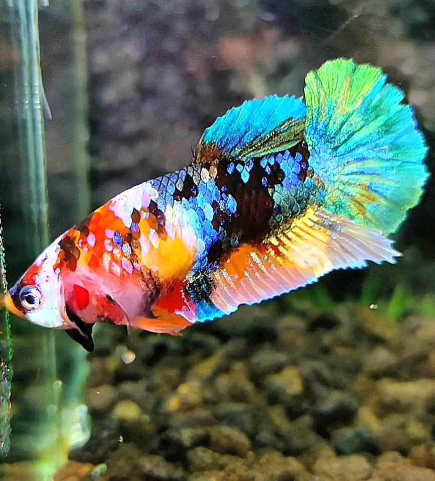 FEMALE PLAKAT GALAXY MULTICOLOR BETTA FISH