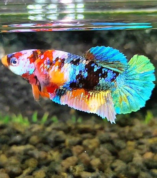 FEMALE PLAKAT GALAXY MULTICOLOR BETTA FISH
