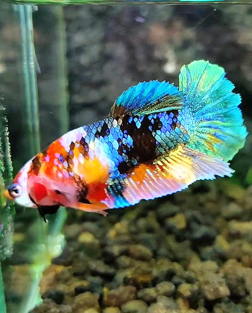 FEMALE PLAKAT GALAXY MULTICOLOR BETTA FISH