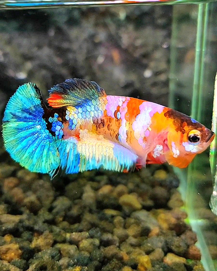 FEMALE PLAKAT GALAXY MULTICOLOR BETTA FISH
