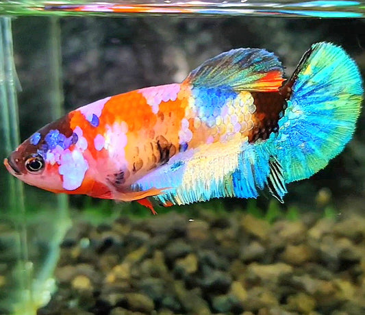 FEMALE PLAKAT GALAXY MULTICOLOR BETTA FISH