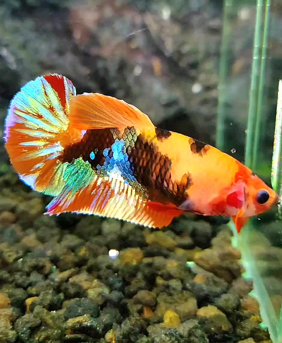 FEMALE PLAKAT GALAXY ORANGE MULTICOLOR TIGER BETTA FISH
