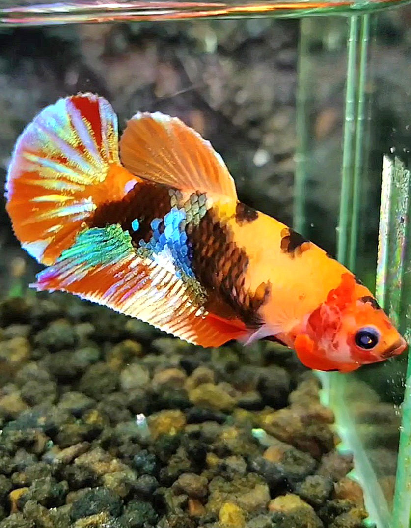 FEMALE PLAKAT GALAXY ORANGE MULTICOLOR TIGER BETTA FISH