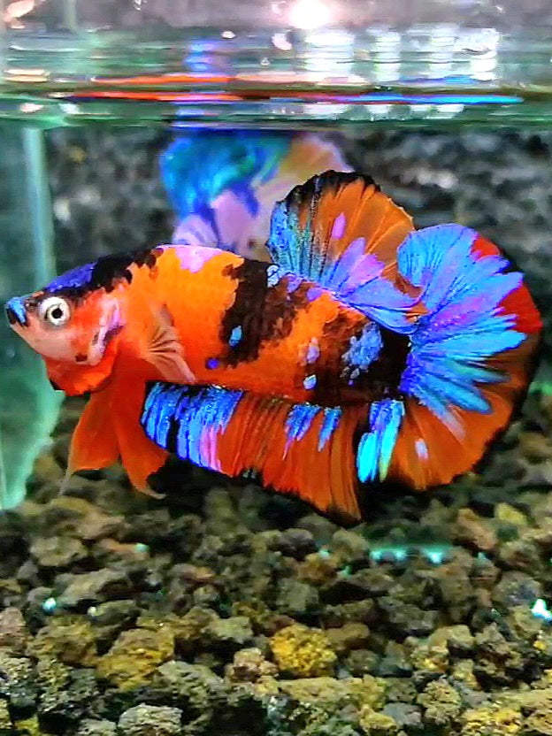 PLAKAT ORANGE BLACK GALAXY MULTICOLOR BETTA FISH