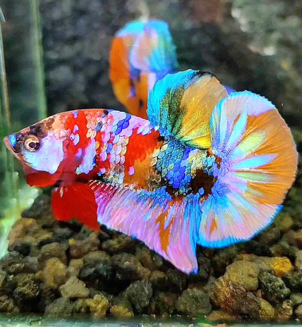 LUXURY PLAKAT RAINBOW GALAXY MULTICOLOR BETTA FISH