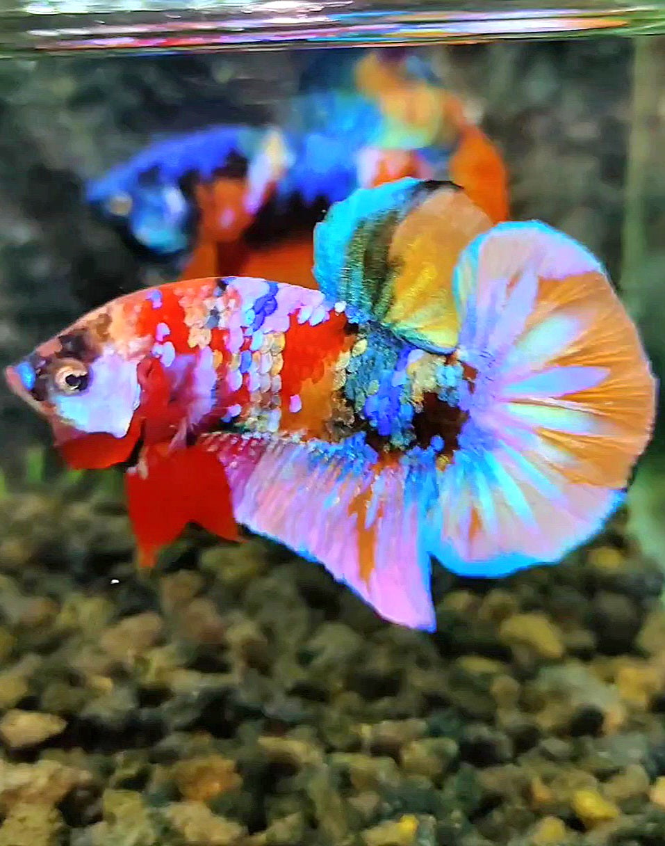LUXURY PLAKAT RAINBOW GALAXY MULTICOLOR BETTA FISH