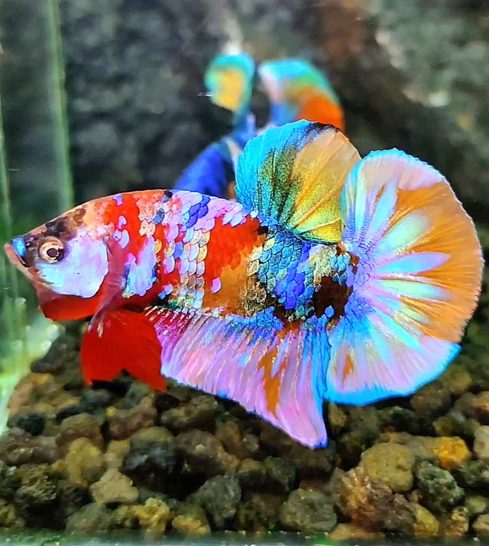 LUXURY PLAKAT RAINBOW GALAXY MULTICOLOR BETTA FISH