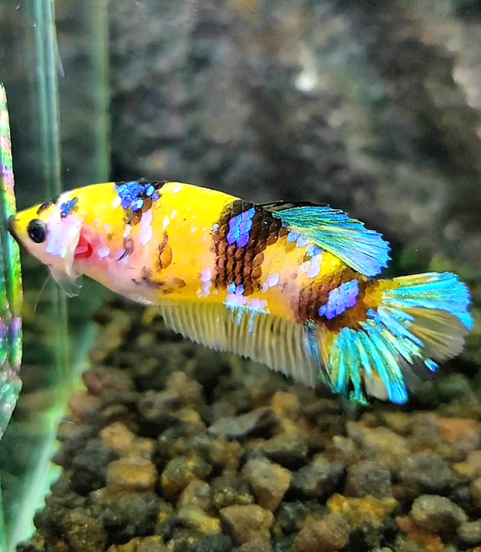 FEMALE PLAKAT YELLOW GALAXY MULTICOLOR BETTA FISH