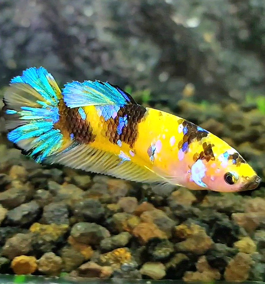 FEMALE PLAKAT YELLOW GALAXY MULTICOLOR BETTA FISH