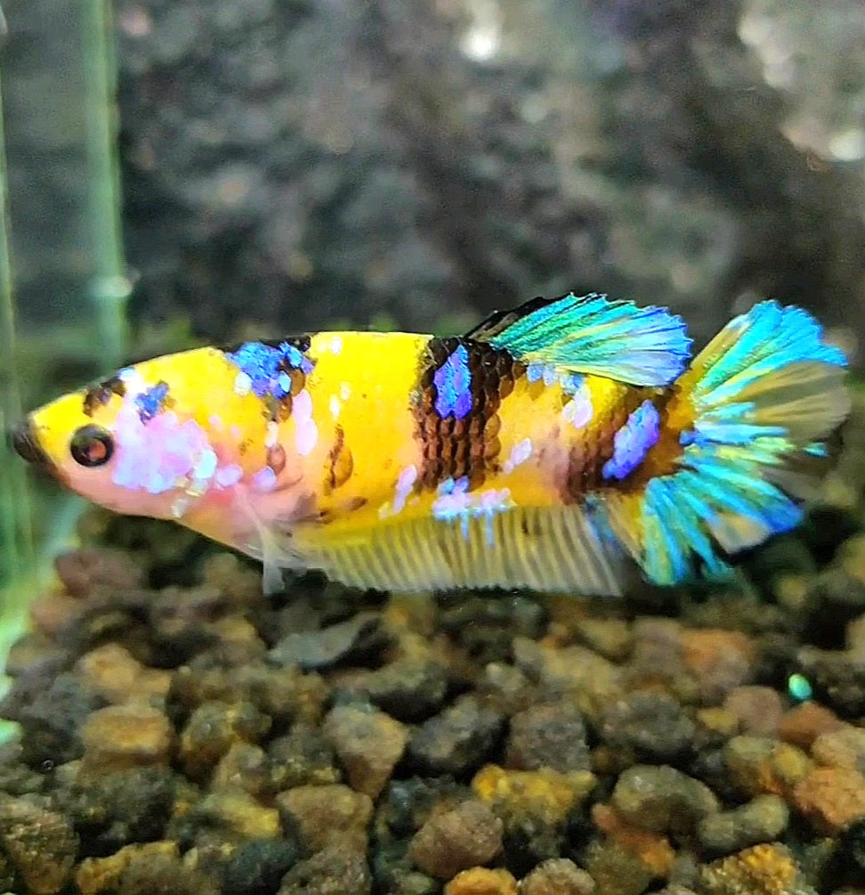 FEMALE PLAKAT YELLOW GALAXY MULTICOLOR BETTA FISH