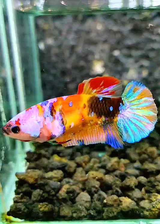 FEMALE PLAKAT GALAXY RAINBOW MULTICOLOR BETTA FISH