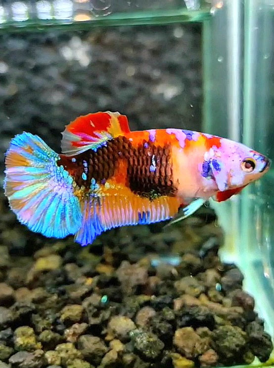 FEMALE PLAKAT GALAXY RAINBOW MULTICOLOR BETTA FISH