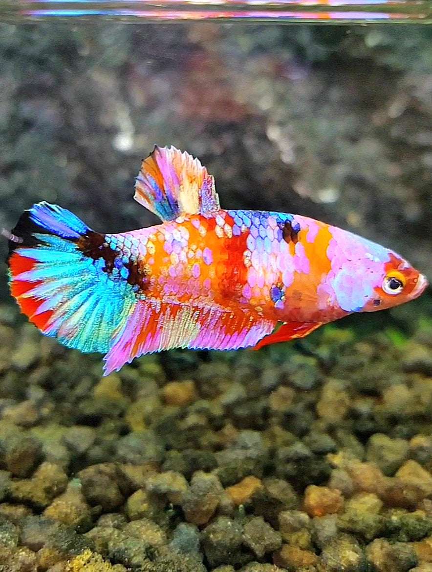 FEMALE PLAKAT GALAXY RAINBOW MULTICOLOR BETTA FISH