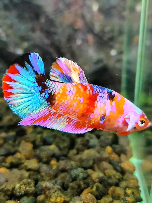 FEMALE PLAKAT GALAXY RAINBOW MULTICOLOR BETTA FISH