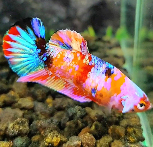 FEMALE PLAKAT GALAXY RAINBOW MULTICOLOR BETTA FISH