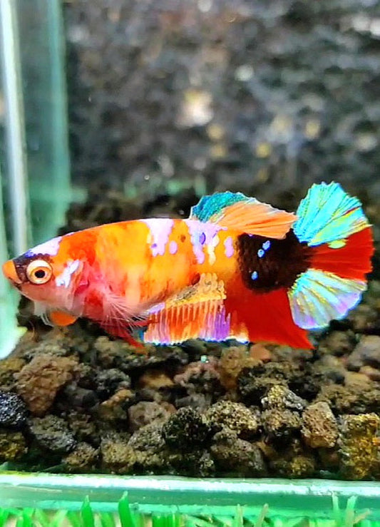 FEMALE PLAKAT RAINBOW GALAXY MULTICOLOR BETTA FISH