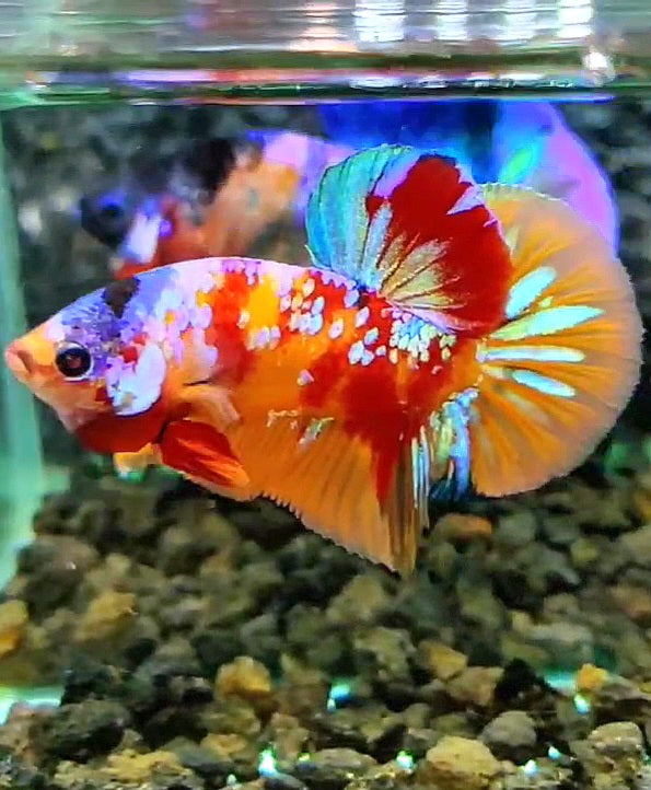 PLAKAT GALAXY MULTICOLOR BETTA FISH