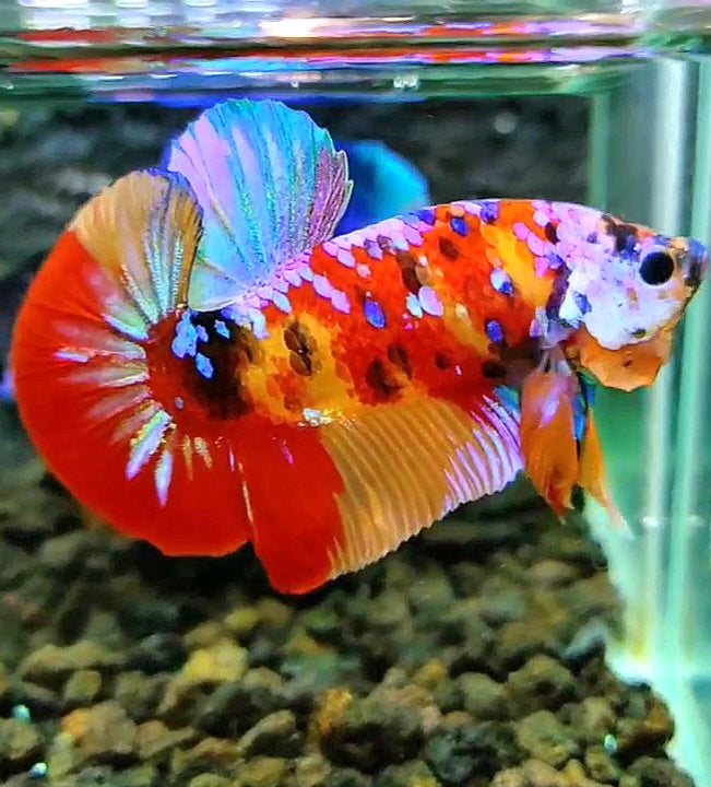 PLAKAT RED PATTERN GALAXY MULTICOLOR BETTA FISH
