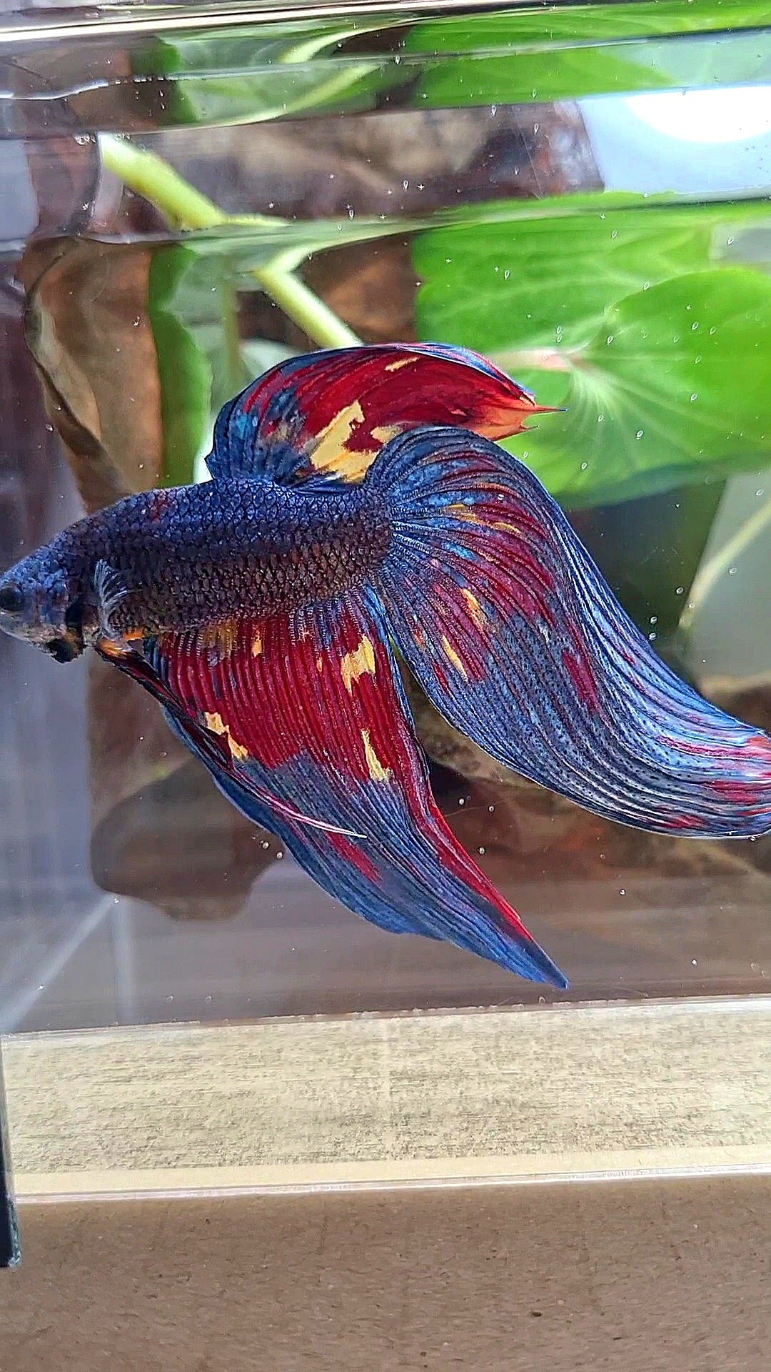 LUXURY GIANT VEILTAIL TOTAL 10CM DARK BLUE FIRE MULTICOLOR BETTA FISH