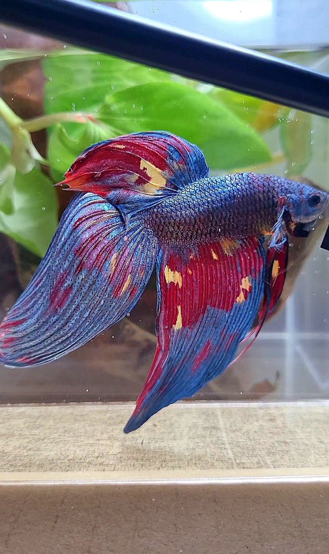 LUXURY GIANT VEILTAIL TOTAL 10CM DARK BLUE FIRE MULTICOLOR BETTA FISH