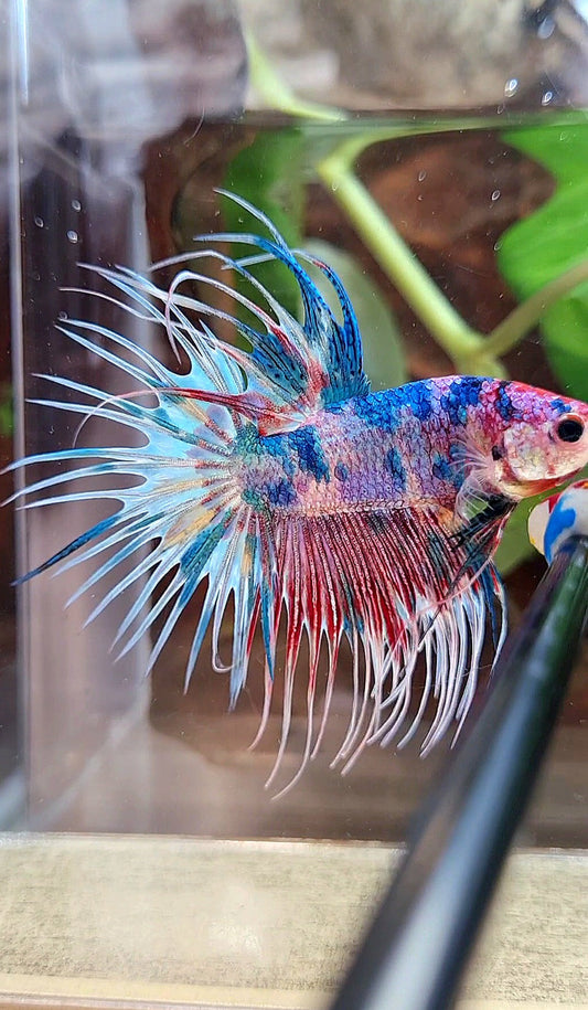 LUXURY CROWNTAIL RAINBOW CANDY MULTICOLOR BETTA FISH