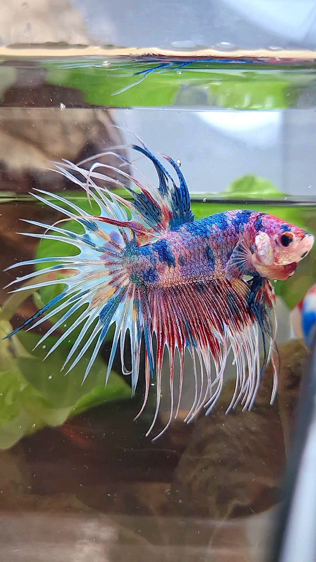 LUXURY CROWNTAIL RAINBOW CANDY MULTICOLOR BETTA FISH