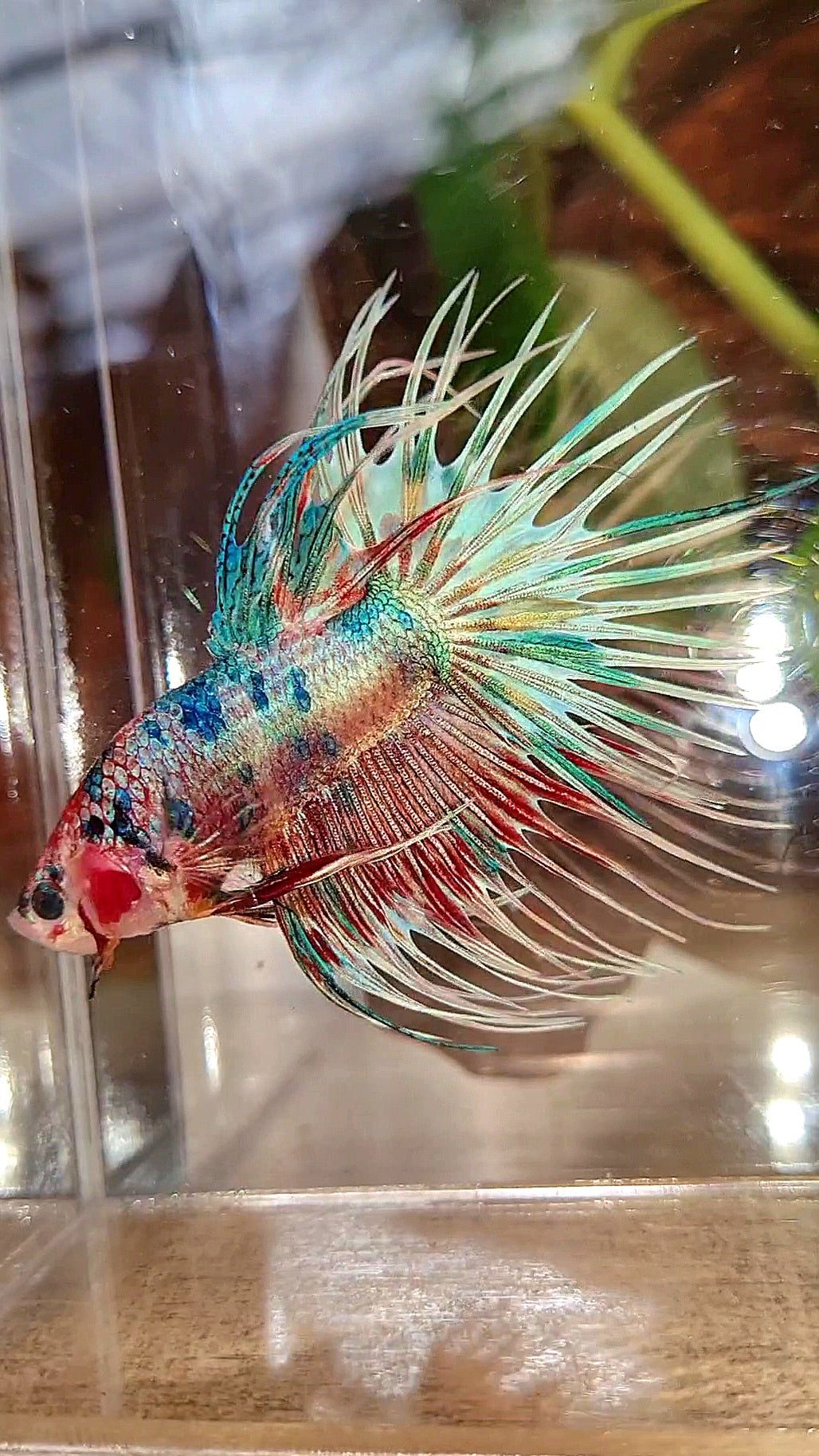 LUXURY CROWNTAIL RAINBOW CANDY MULTICOLOR BETTA FISH