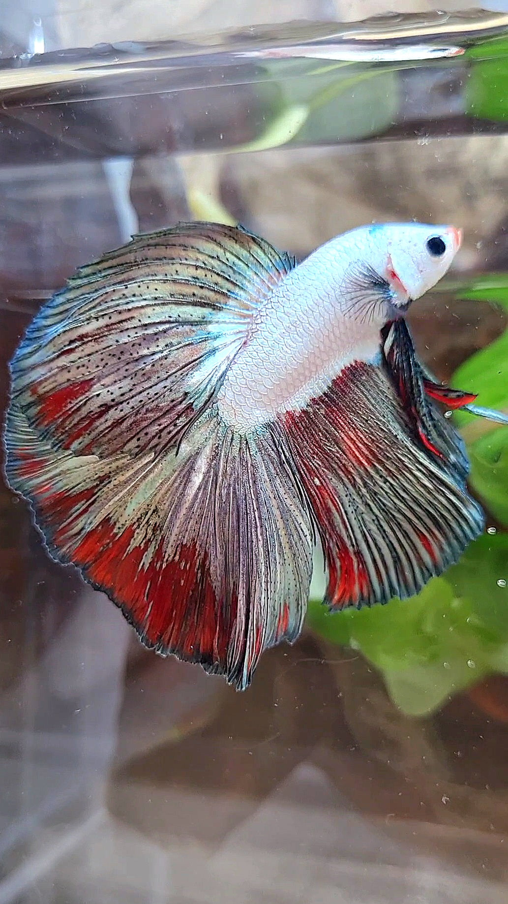 LUXURY HALFMOON ROSETAIL COPPER RED RIM FANCY BETTA FISH