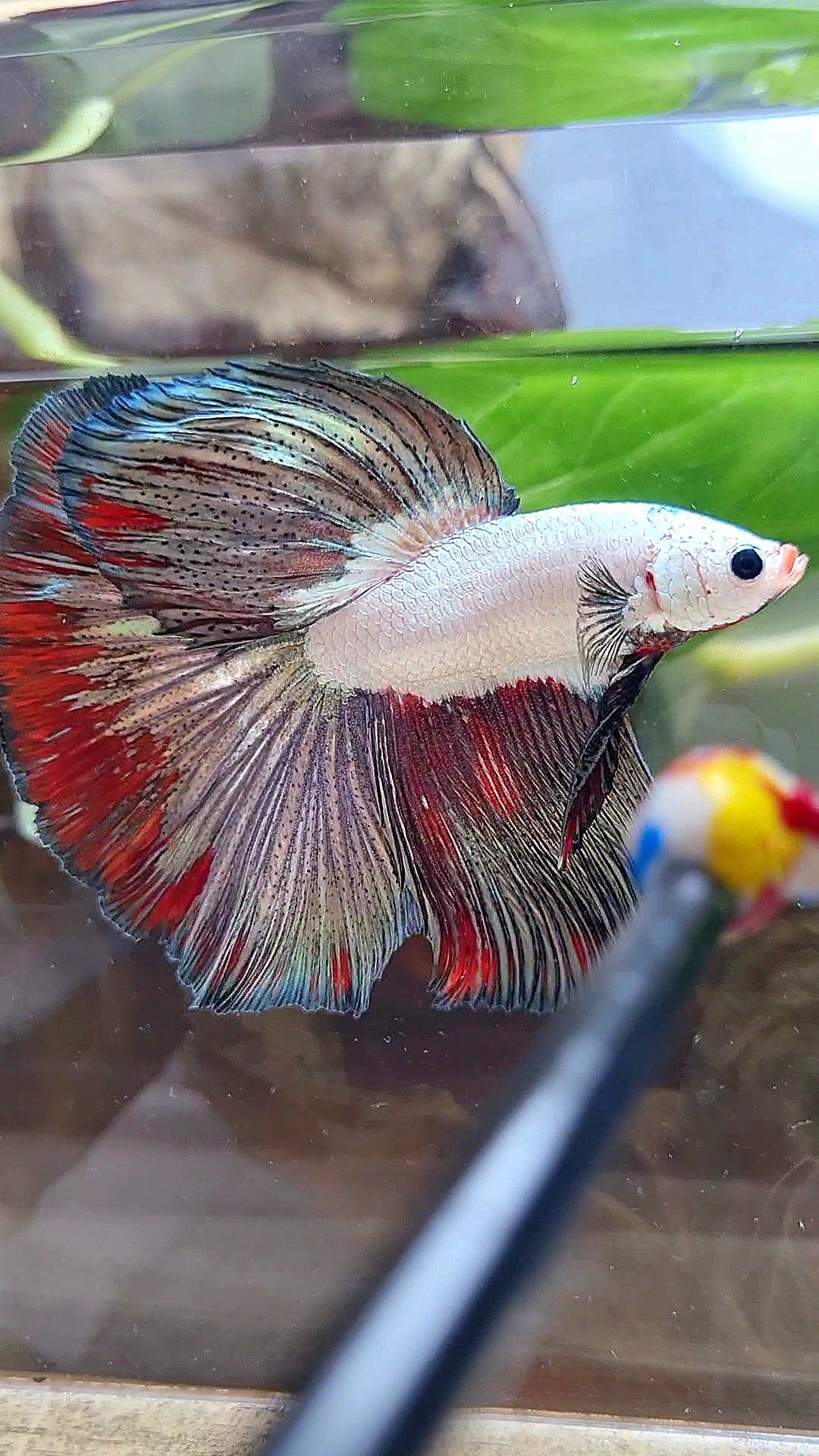 LUXURY HALFMOON ROSETAIL COPPER RED RIM FANCY BETTA FISH