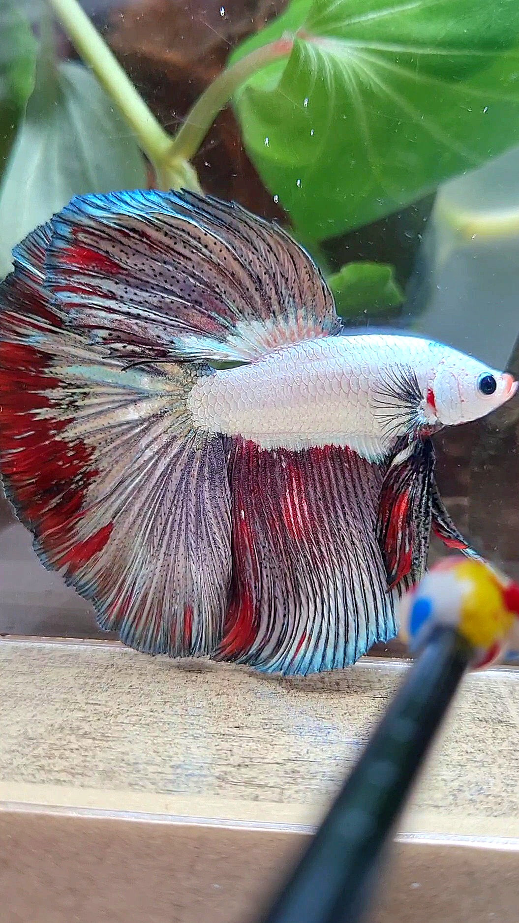 LUXURY HALFMOON ROSETAIL COPPER RED RIM FANCY BETTA FISH