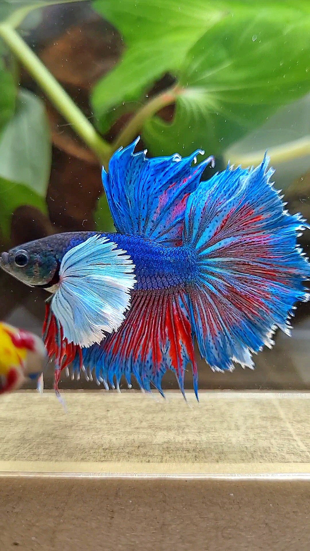 HALFMOON SUPER DUMBO COLORED EAR BLUE BETTA FISH