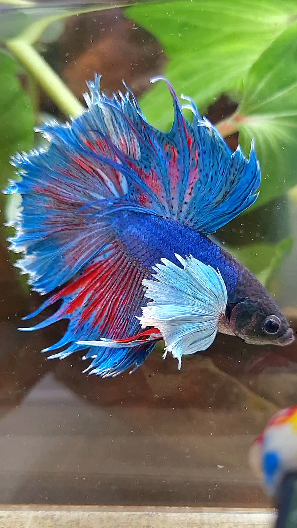HALFMOON SUPER DUMBO COLORED EAR BLUE BETTA FISH