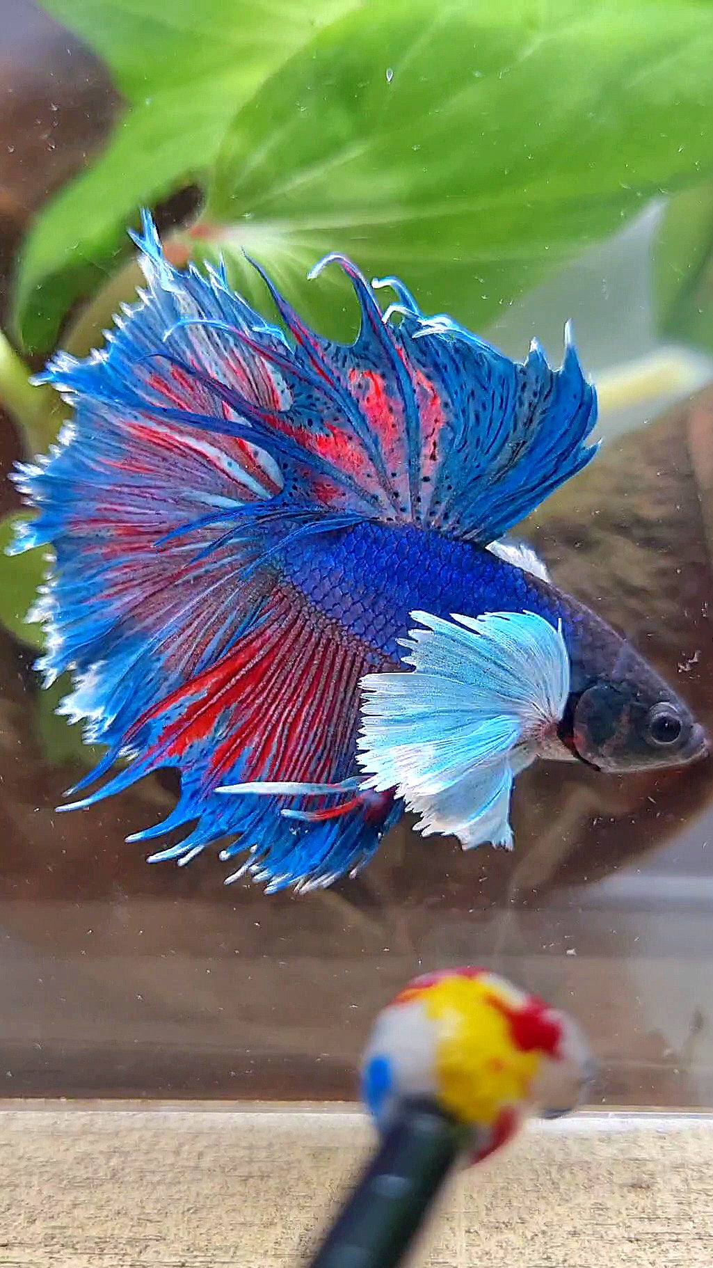 HALFMOON SUPER DUMBO COLORED EAR BLUE BETTA FISH