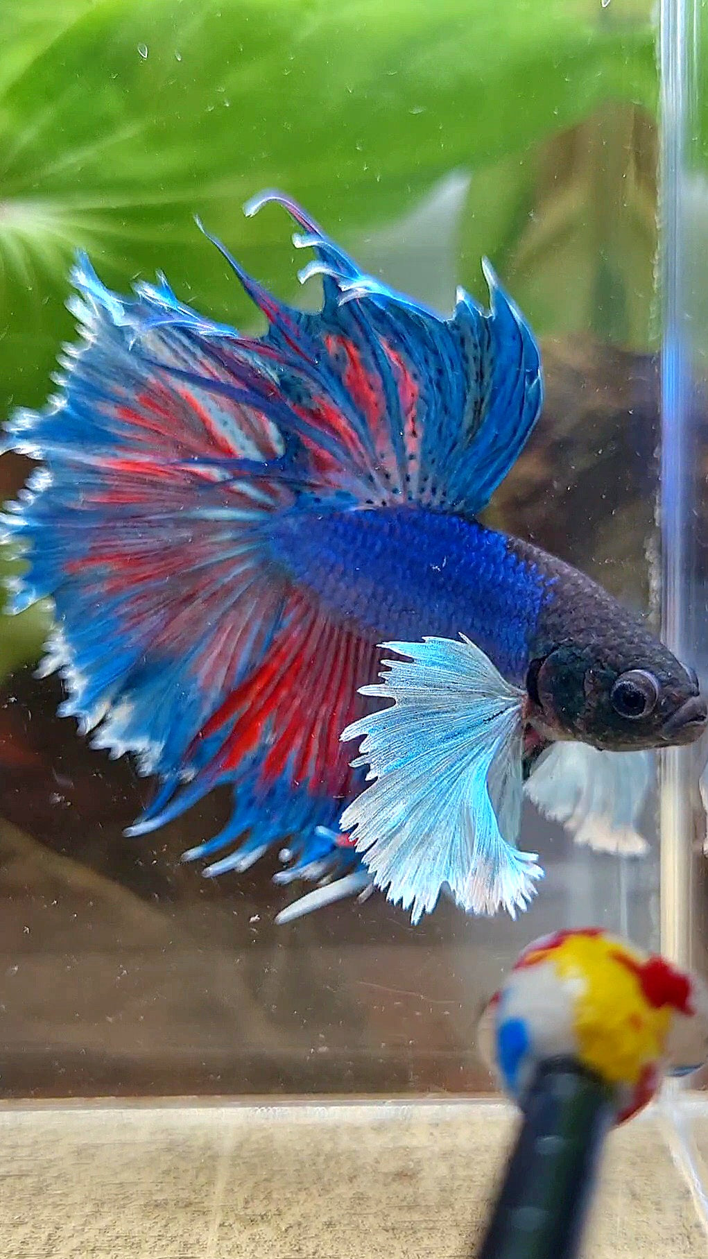 HALFMOON SUPER DUMBO COLORED EAR BLUE BETTA FISH